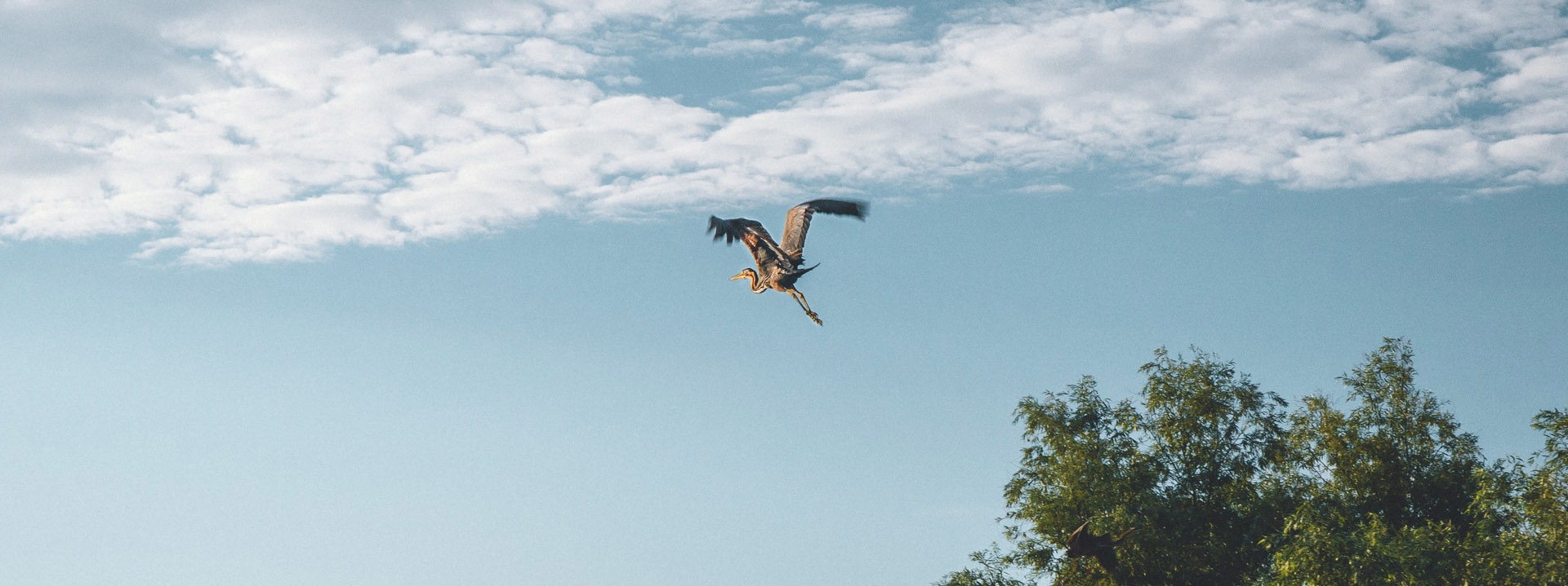 Barcă pe apele Deltei